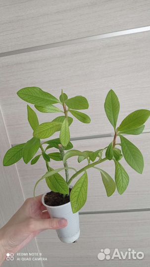 Синадениум