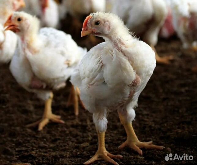 Цыпленок бролейра Росс-308,Кобб-500