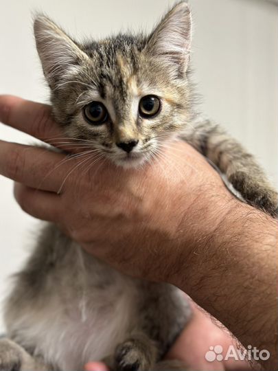 Кошка в дар