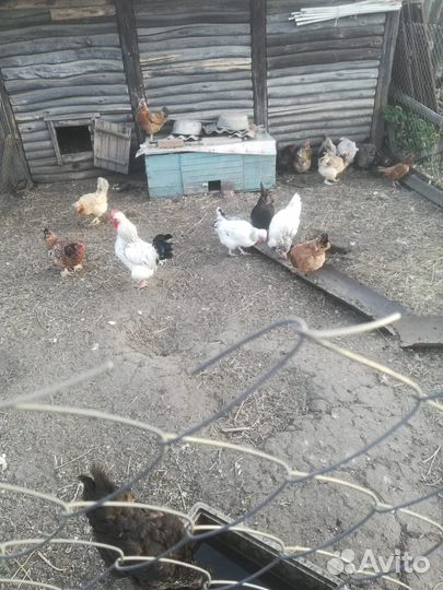 Куры домашние