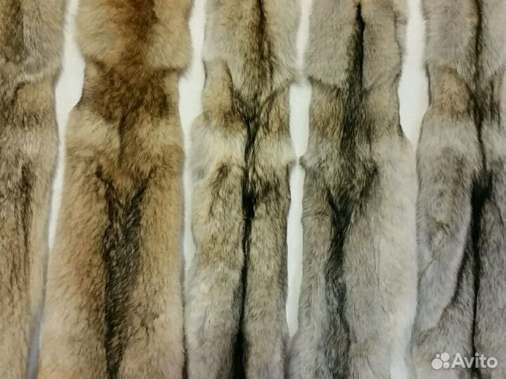 Волк обыкновенный