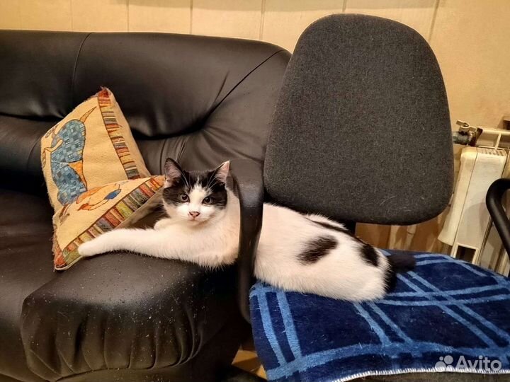 Кошечки в добрые руки