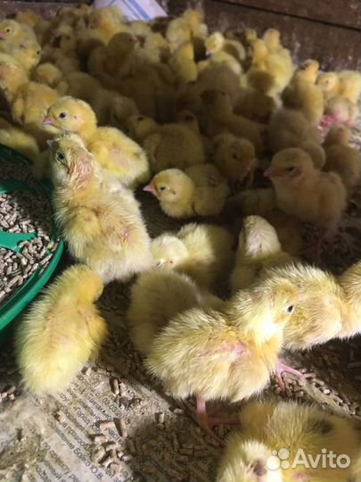 Техасский перепел