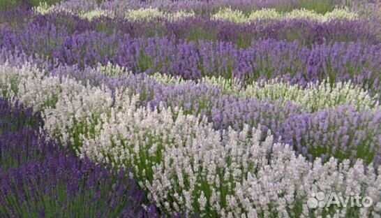 Лаванда узколистная зимостойкая