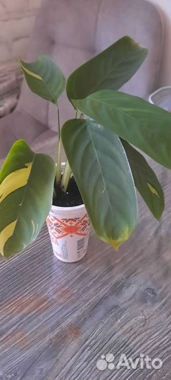 Комнатное растение Ктенанта