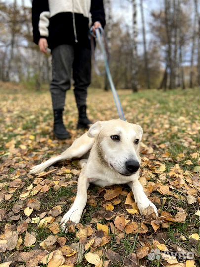 Собака пропадает в приюте