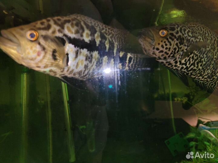 Манагуанская цихлозома