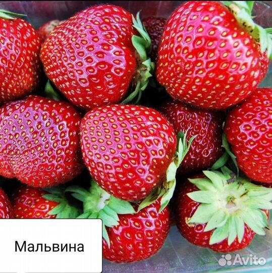 Рассада клубники