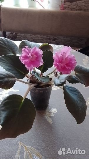 Взрослые фиалки