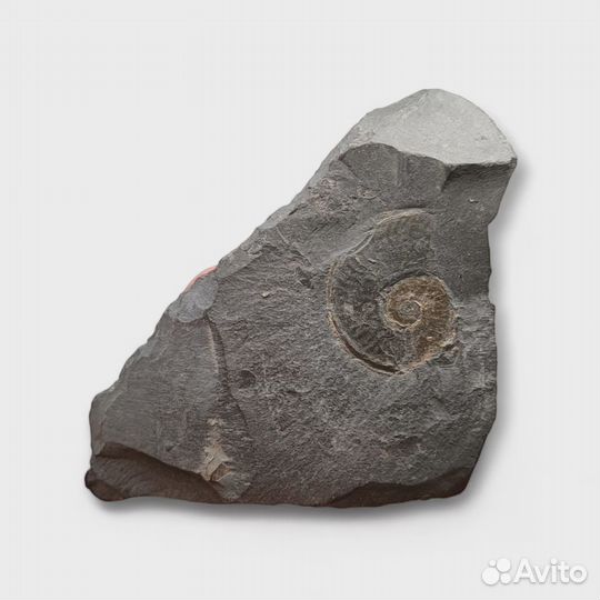 Аммонит Dactylioceras