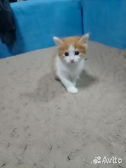 Сибирская кошка бесплатно