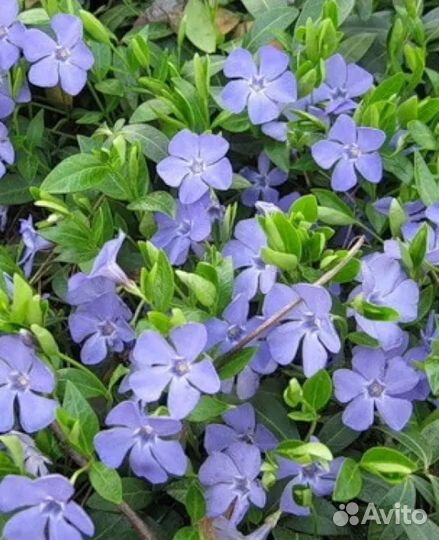 Многолетник