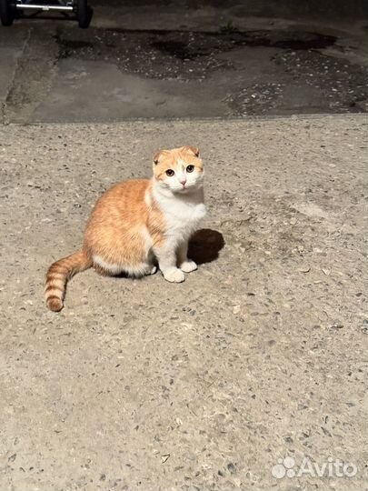 Рыжий котенок девочка