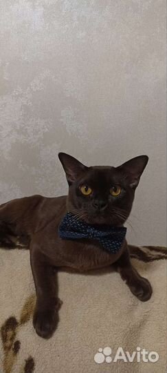 Вязка бурманский кот
