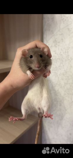 Декоративные крысы с клеткой
