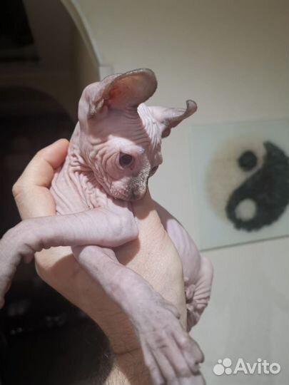 Канадский сфинкс эльф