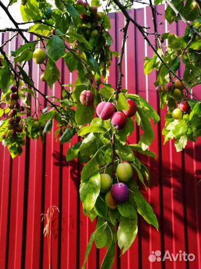 Слива медовая