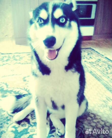 Передержка животных