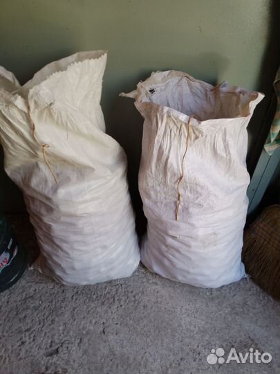 Семенной картофель Санэте