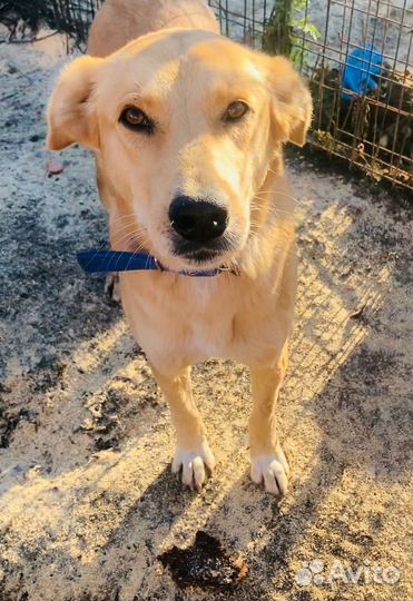 Собака в беде в добрые руки