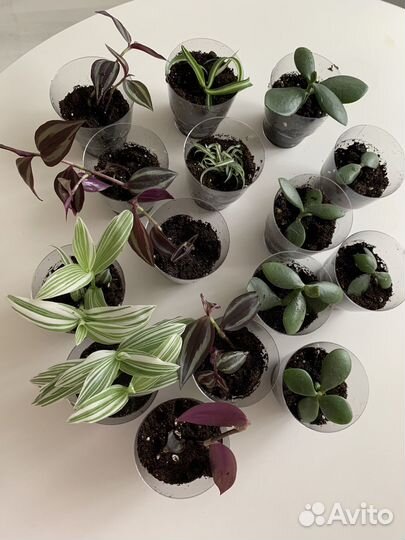 Комнатные цветы