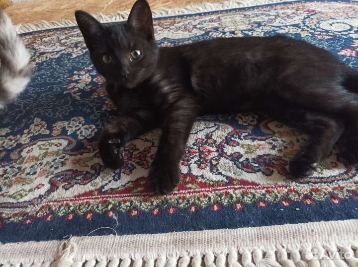 Кошки бесплатно