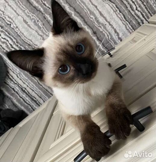 Котята сиамские
