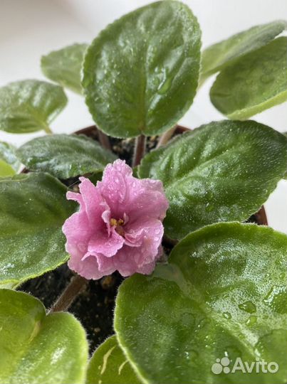 Фиалка розовая