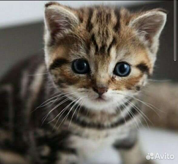 Продам котёнка тигренка американской короткошерстн