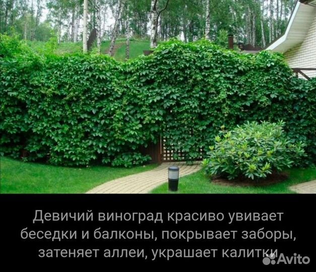 Девичий виноград