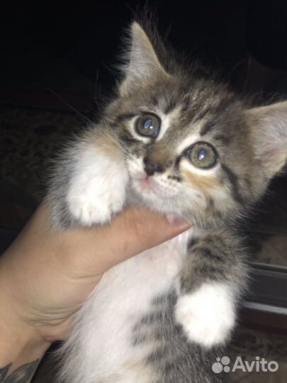 Отдам в хорошие руки котенка