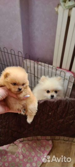 Померанский шпиц