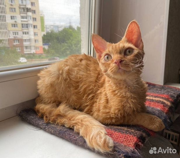 Мальчишки и девчонки Девон-рекс