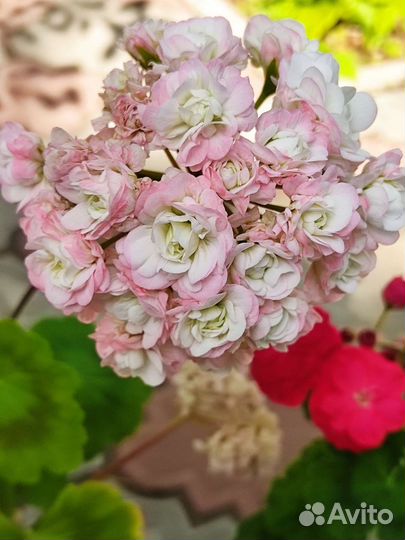 Герань пеларгония