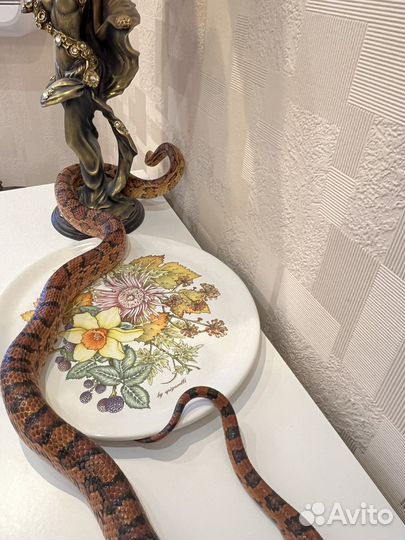 Змея маисовый полоз