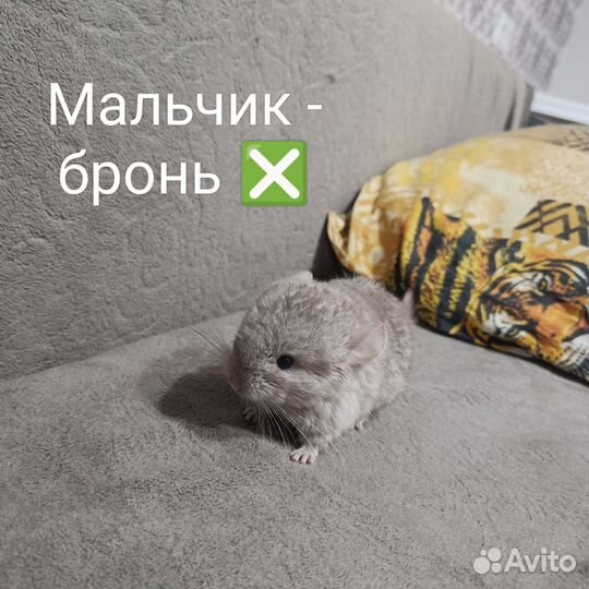 Шиншиллы