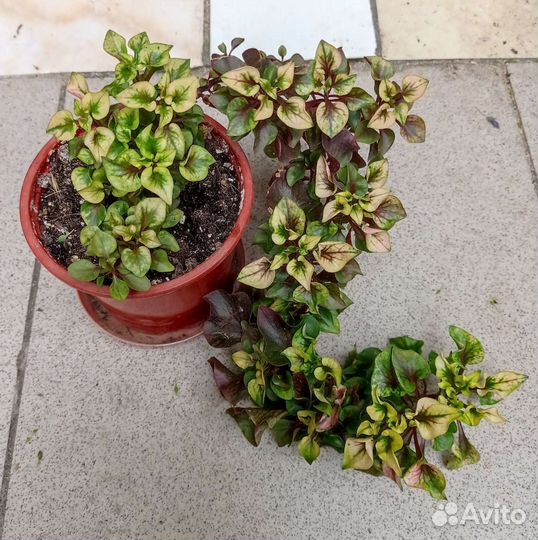 Альтернантера