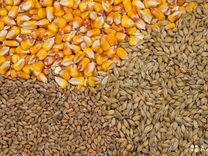 Пшеница, Ячмень, Кукуруза, Горох,Семечки