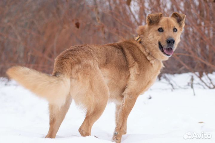 Собака в добрые руки