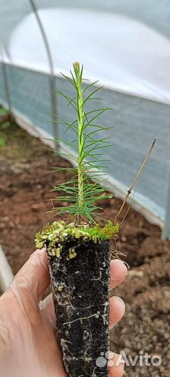 Саженцы сосны зкс от производителя