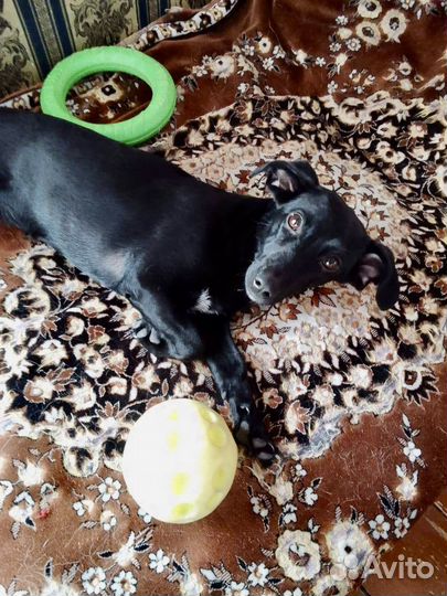 Собака девочка