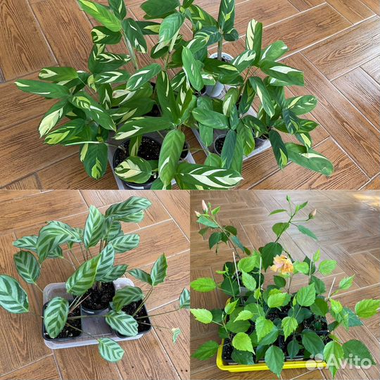 Домашние цветы (гибискус, ктенанта, калатея)