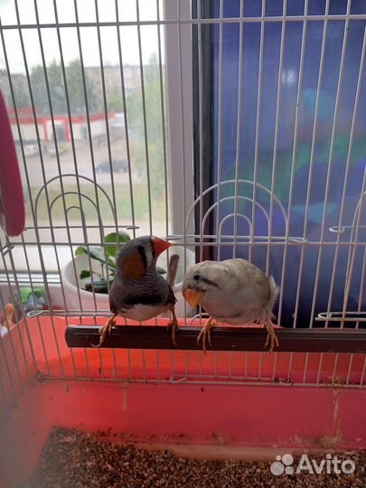 Попугайчики амадины