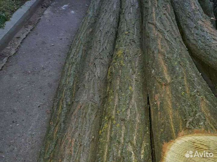 Столбики акации