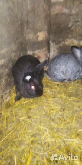 Кролики, великаны. крупные