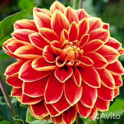 Георгины клубни