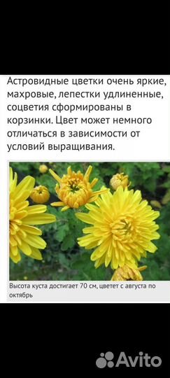 Жёлтая хризантема