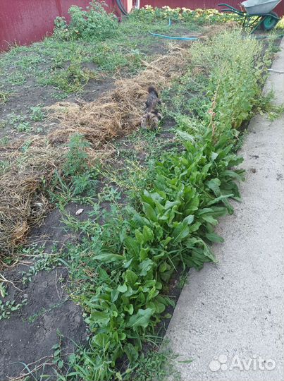 Кошка мейн-кун