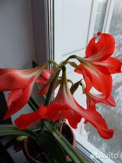 Гиппеаструм