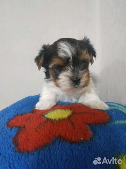 Бивер мини мальчики